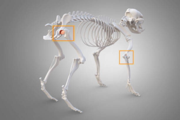 Winning Tips for Dog Joint Care